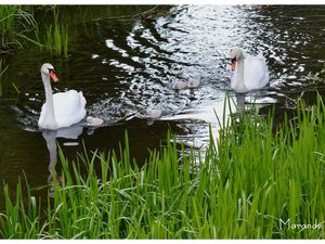 Nouvelles photos de la famille cygne que nous observons !