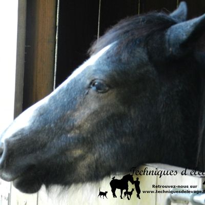 La carence secondaire en manganèse en alimentation équine