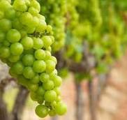 #Chardonnay Producers Michigan Vineyards page 3