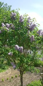 Lilas des bois .