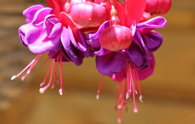 FUCHSIA