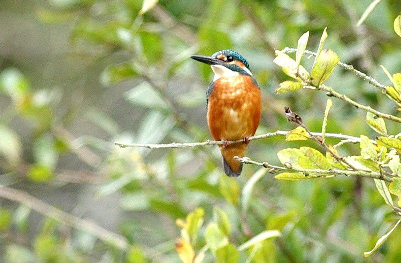 Cette petite femelle, est le premier Martin pêcheur (Alcedo atthis) que j'ai eu le plaisir de photographier.