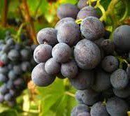 #Muscat Producers Sierra Foothills California Vineyards 