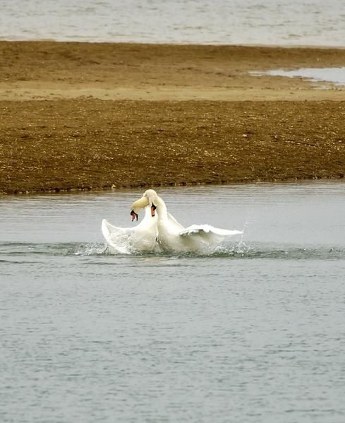 Photos d' animaux&nbsp; prises dans le Parc Naturel de la For&ecirc;t d'Orient