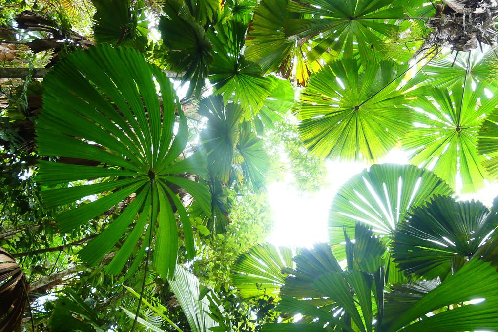 Sous le soleil tropical