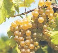 #White Sparkling Wines Producers South Australia Vineyards  page 3