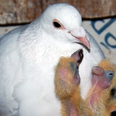 Histoire de pigeonnier avec la belle et douce colombe