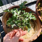 La recette du dimanche : les chips de chou kale au four - Le blog botanique de Nanie, petit à petit : un micro jardin urbain en expérimentation