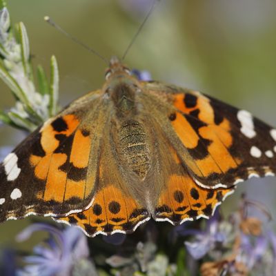 Vanessa cardui