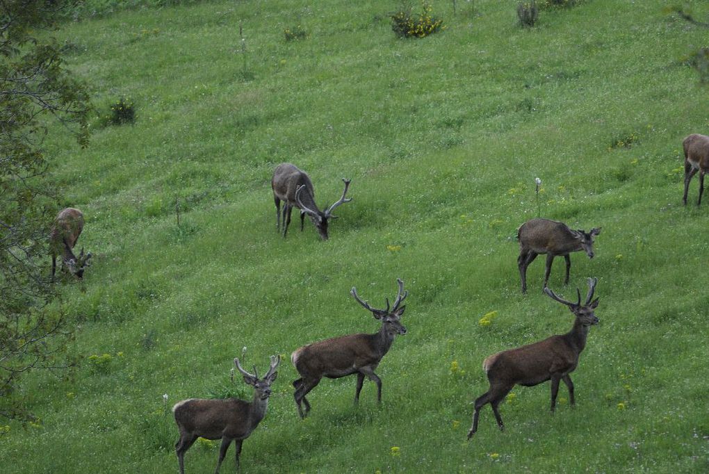 femmina, Riserva Naturale Acquerino-Cantagallo