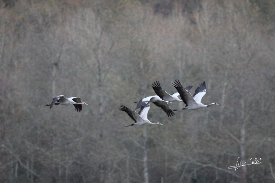 Grues cendrées