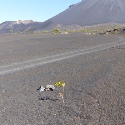 Un vignoble sur le volcan :  Chã das Caldeiras, Fogo