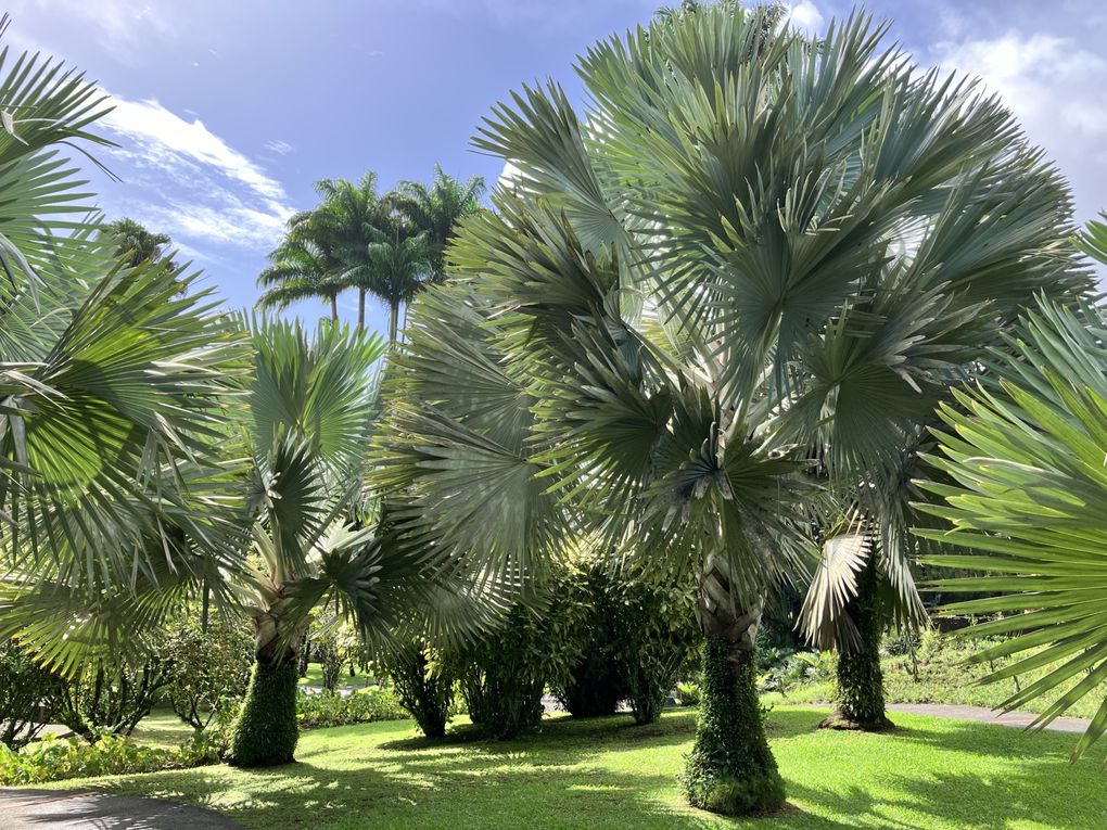 MARTINIQUE 2023 : Introduction au voyage