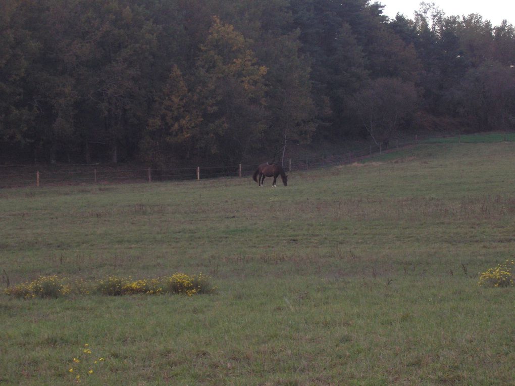 Album - Photos chevaux 2012