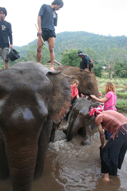 Depart pour le Nord Thailande.
Escale "obligee" a Chiang Mai. Visie de temples, nombreux dans la vieille ville. Training d'elephants.- Pai reggae fest