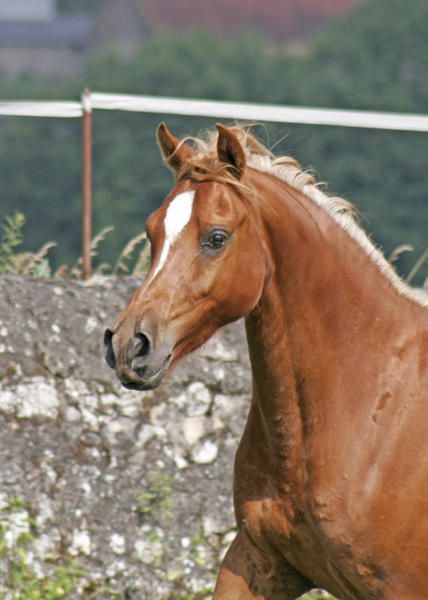 ma premi&egrave;re jument, n&eacute;e en 2001 (Mozart x Mebarka par Nichem)