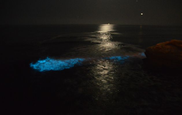 Vagues bioluminescentes