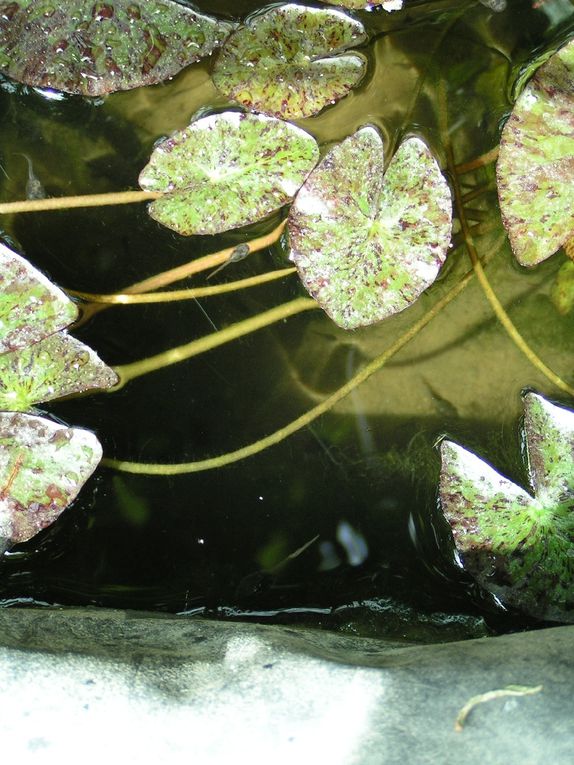 Le nénuphar de ma mare aux canards.....