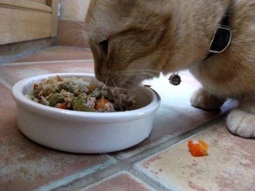 L Alimentation Simple Et Naturelle Du Chat Le Blog De Bergamote
