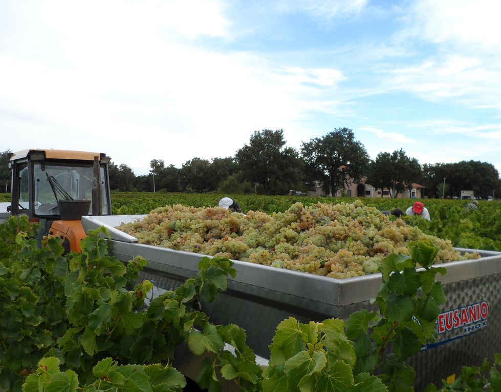 Album photos Vendanges  2013