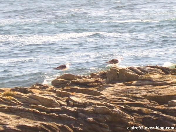 Album - OIseaux, nature et paysages