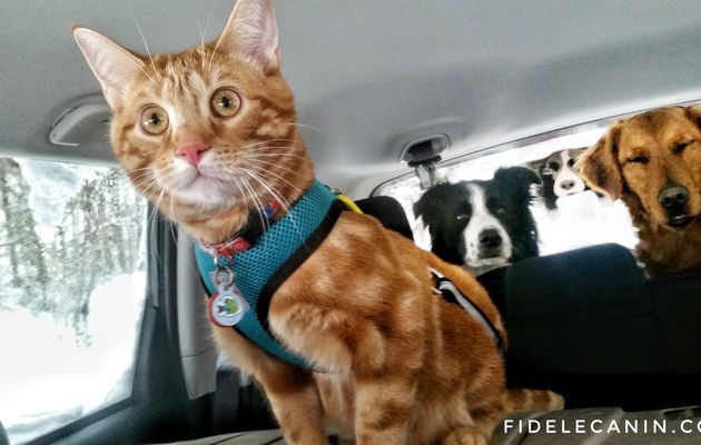 Amener un chat en sortie avec des chiens: introduction du harnais et à la voiture