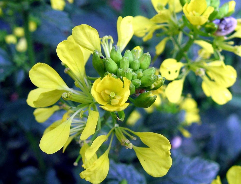 Fleurs et plantes diverses