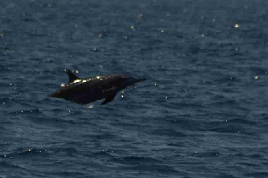 sortie baleine du 8 octobre 2010 sur l'iris