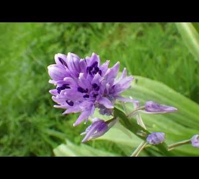 Même sous la pluie ....