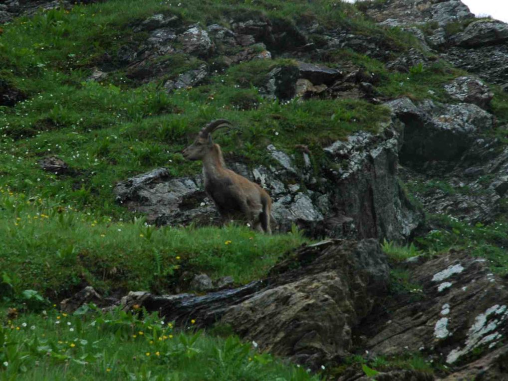 du 5 au 9 juillet 2009
Entre Arve et Giffre
Haute Savoie