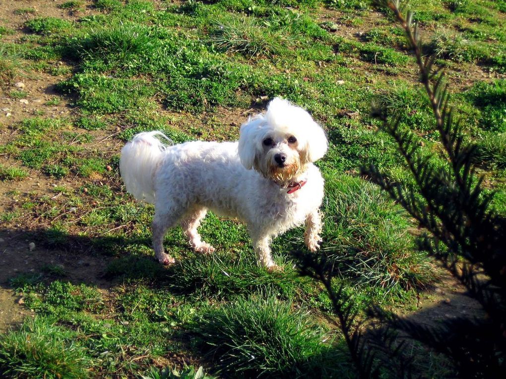 Chiens et chats divers rencontrés ou gardés chez moi... ou en visite !!