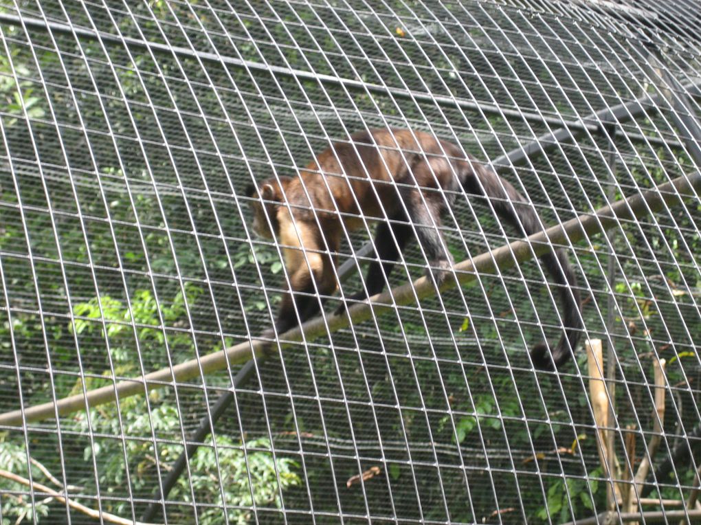 Emballer les cadeaux de Noël pour financer la sortie au zoo le 7 Mai 2009 avec des sections de maternelle