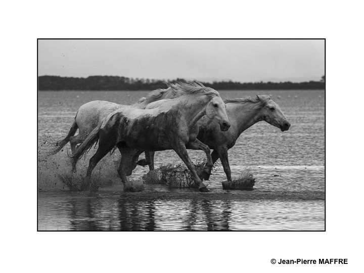 Présent depuis l'Antiquité, le cheval de Camargue est un petit cheval de selle qui vit en semi-liberté dans les marais reconnaissable à sa robe grise.