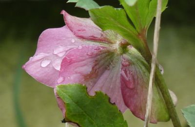 La fleur d'un printemps proche  ...