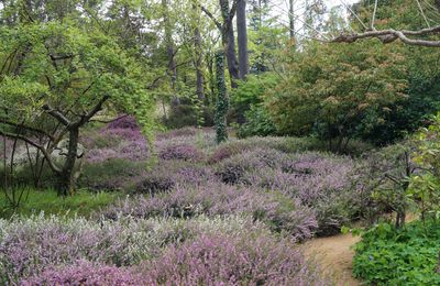 Arboretum des Grandes Bruyères (45450 INGRANNES)