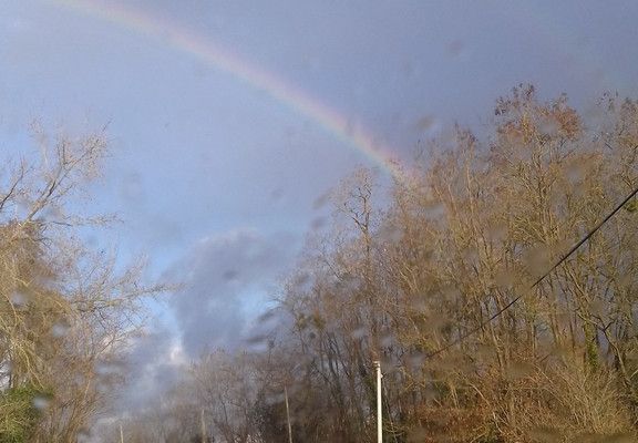 Rainbow in trees…