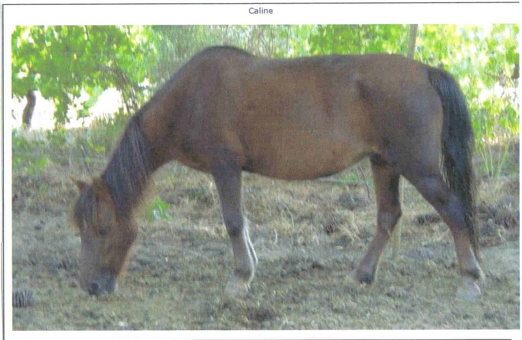 Les chevaux de LA SIMIOUNE (Près de BOLLENE dans le VAUCLUSE)