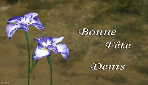 Chani Un Peu De Douceur En Images