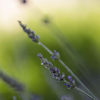 Summer rain - pluie d'été