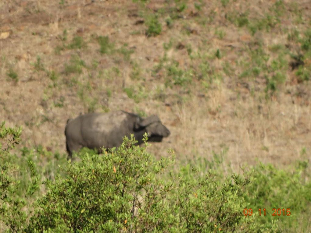 Mon voyage en Afrique du Sud  Nov.2015 :5e et 6e jour 