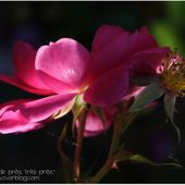 Un peu de rose... - Vues... de près, très près..