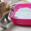 Vidéo chaton bengal : Glory