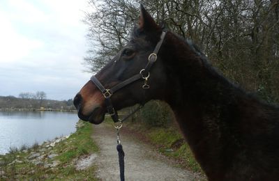 à adopter, ambre superbe jument de selle francais, 20 ans ...