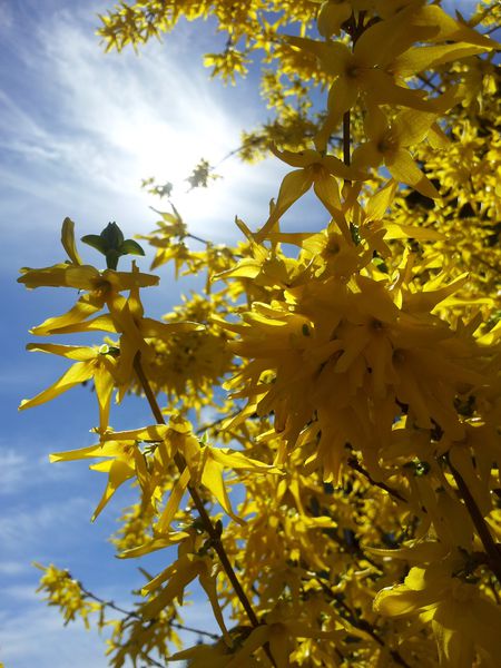 le voilà le printemps...