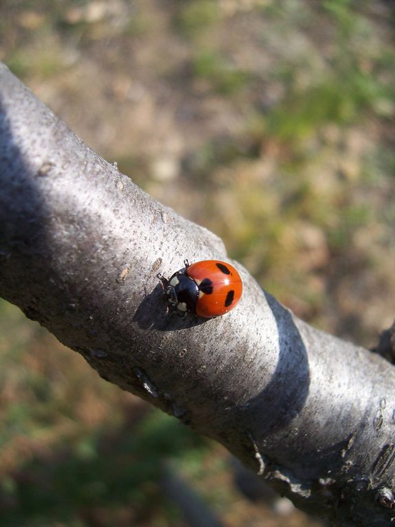 Photos personnelles gratuites et libres de droits sur la nature, l'environnement et le patrimoine