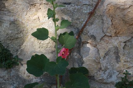 La rose trémière