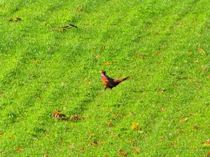 Lairg - 22 Octobre