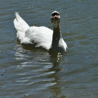 Des cygnes et des canards pour le jour de l'escargot