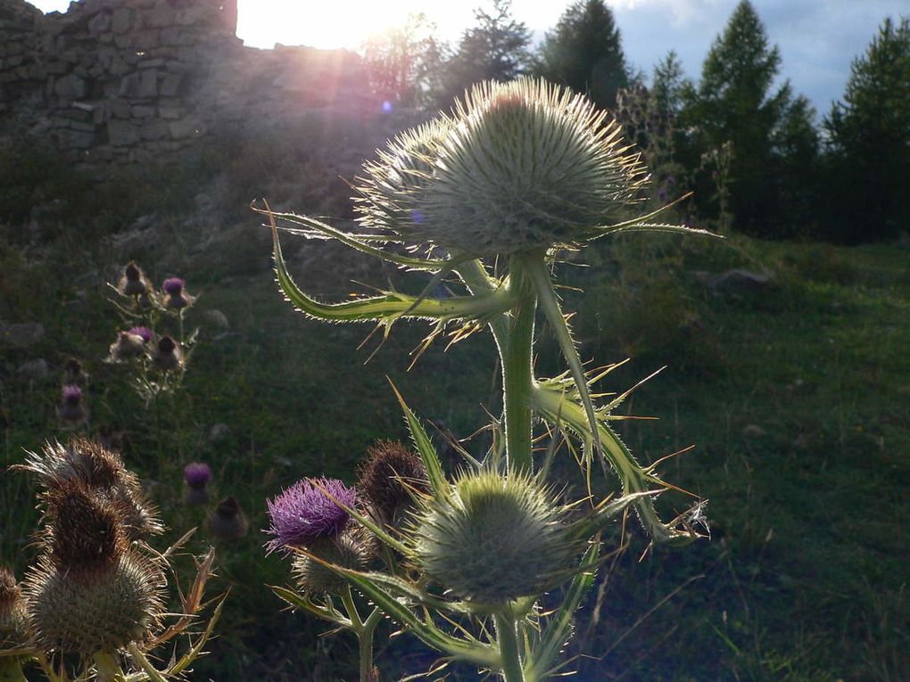 La flore du Mercantour