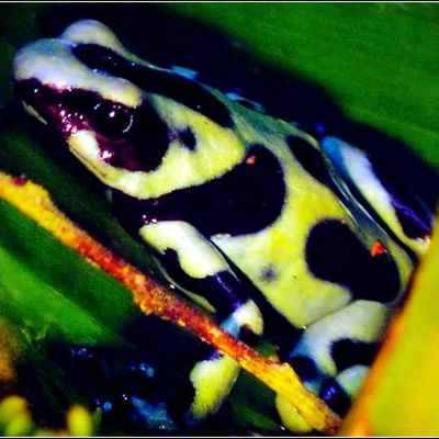 Batraciens - grenouille (dendrobate)